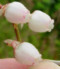 Gaultheria shallon