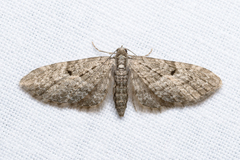 Eupithecia virgaureata