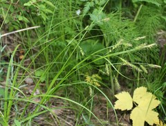 Carex arnellii