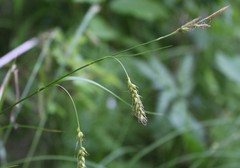 Carex arnellii