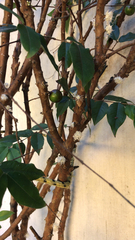 Magnoliopsida