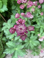 Astrantia major