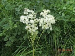 Filipendula stepposa