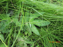 Filipendula stepposa