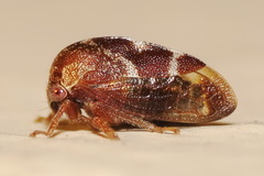 Cyrtolobus pallidifrontis