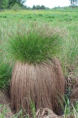 Carex nigra juncea