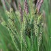 Carex nigra - Photo (c) Mihail Knjasev,  זכויות יוצרים חלקיות (CC BY-NC), הועלה על ידי Mihail Knjasev