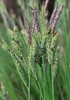 Smooth Black Sedge - Photo (c) Mihail Knjasev, some rights reserved (CC BY-NC), uploaded by Mihail Knjasev