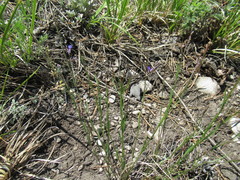 Polygala tenuifolia