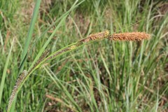 Carex riparia