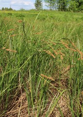 Carex riparia