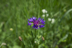 Centaurea triumfettii