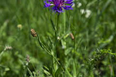 Centaurea triumfettii