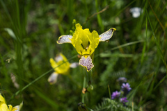 Iris variegata