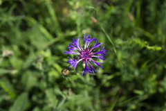 Centaurea triumfettii