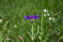 Centaurea triumfettii