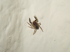 Euophrys frontalis