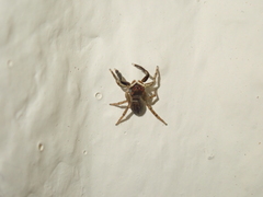 Euophrys frontalis