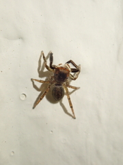 Euophrys frontalis