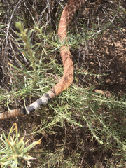 Crotalus ruber ruber