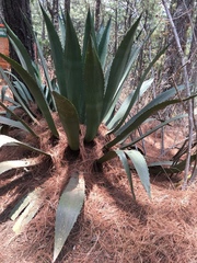 Agave hookeri