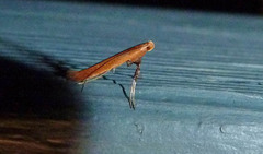 Caloptilia invariabilis