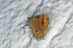 Eulithis mellinata