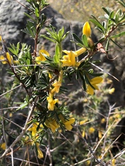Caragana spinosa