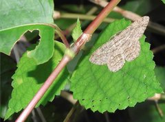 Hypomecis transcissa