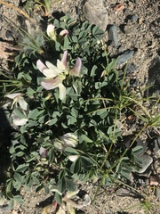 Trifolium eximium