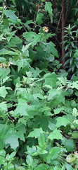 Smallanthus uvedalia
