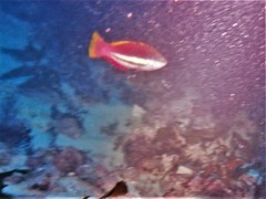 Pseudolabrus biserialis