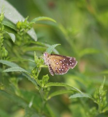Astictopterus stellata
