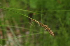 Carex appropinquata