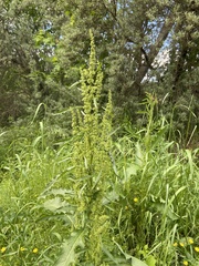 Rumex confertus