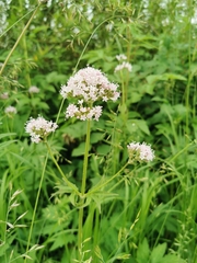 Valeriana officinalis