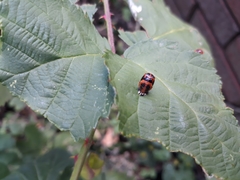 Harmonia axyridis