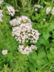 Valeriana officinalis