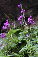 Primula matthioli