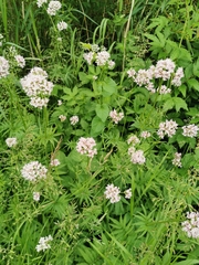 Valeriana officinalis