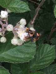 Volucella inflata