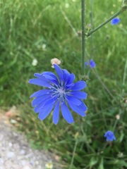 Cichorium intybus