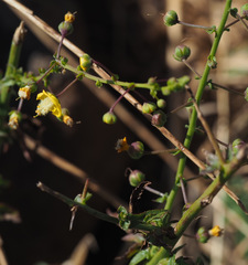 Verbascum heterophyllum