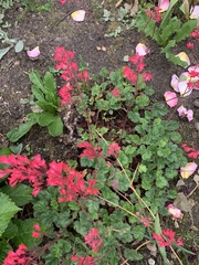 Heuchera sanguinea