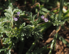 Verbena supina