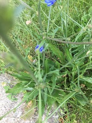 Cichorium intybus