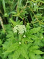 Filipendula ulmaria