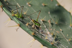 Rhabdocerca caudelli