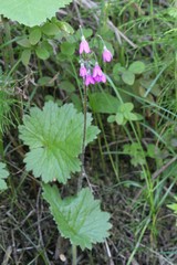 Primula matthioli