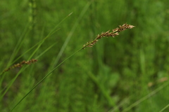 Carex appropinquata